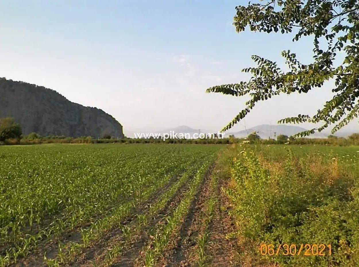 Muğla Ortaca Mergenlide Satılık 10 000 M2 Verimli Arazi