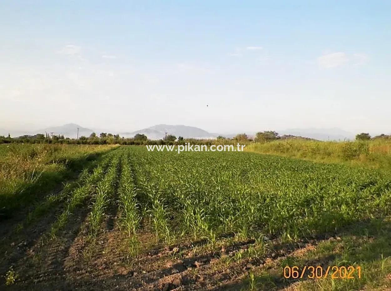 Muğla Ortaca Mergenlide Satılık 10 000 M2 Verimli Arazi