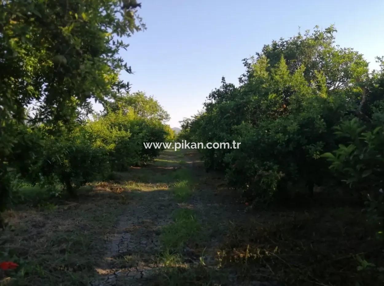 Ortaca Tepearasında Satılık Bahçe