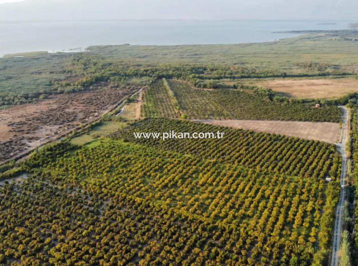 Muğla Ortaca Tepearasında Satılık Nar Bahçesi