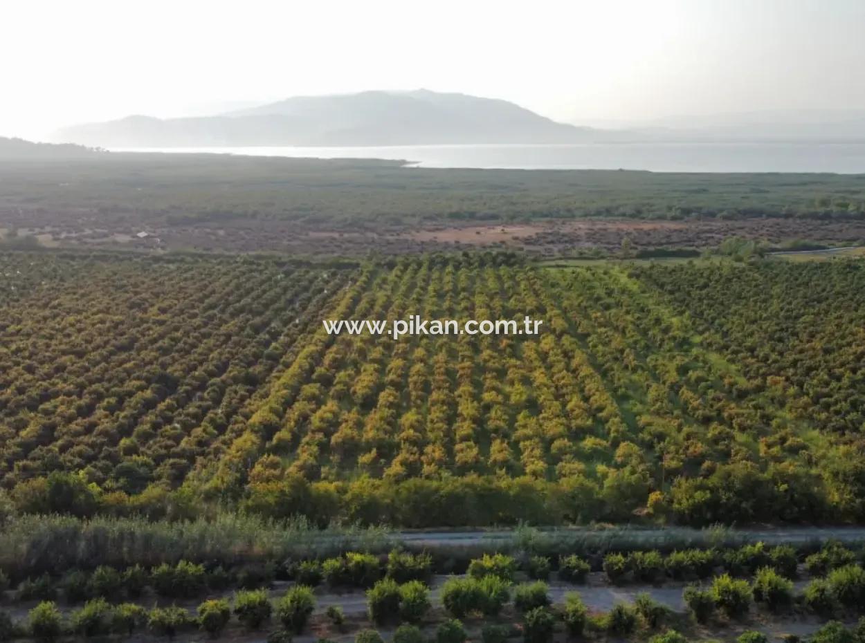 Muğla Ortaca Tepearasında Satılık Nar Bahçesi