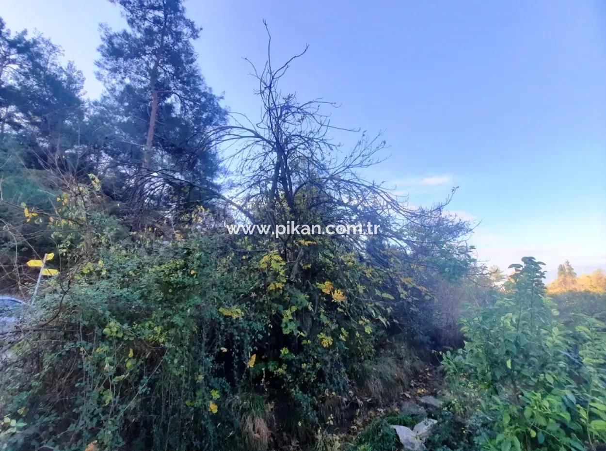 Ortaca Kemaliyede Satılık 7320 M2 Kelepir Limon Bahçesi