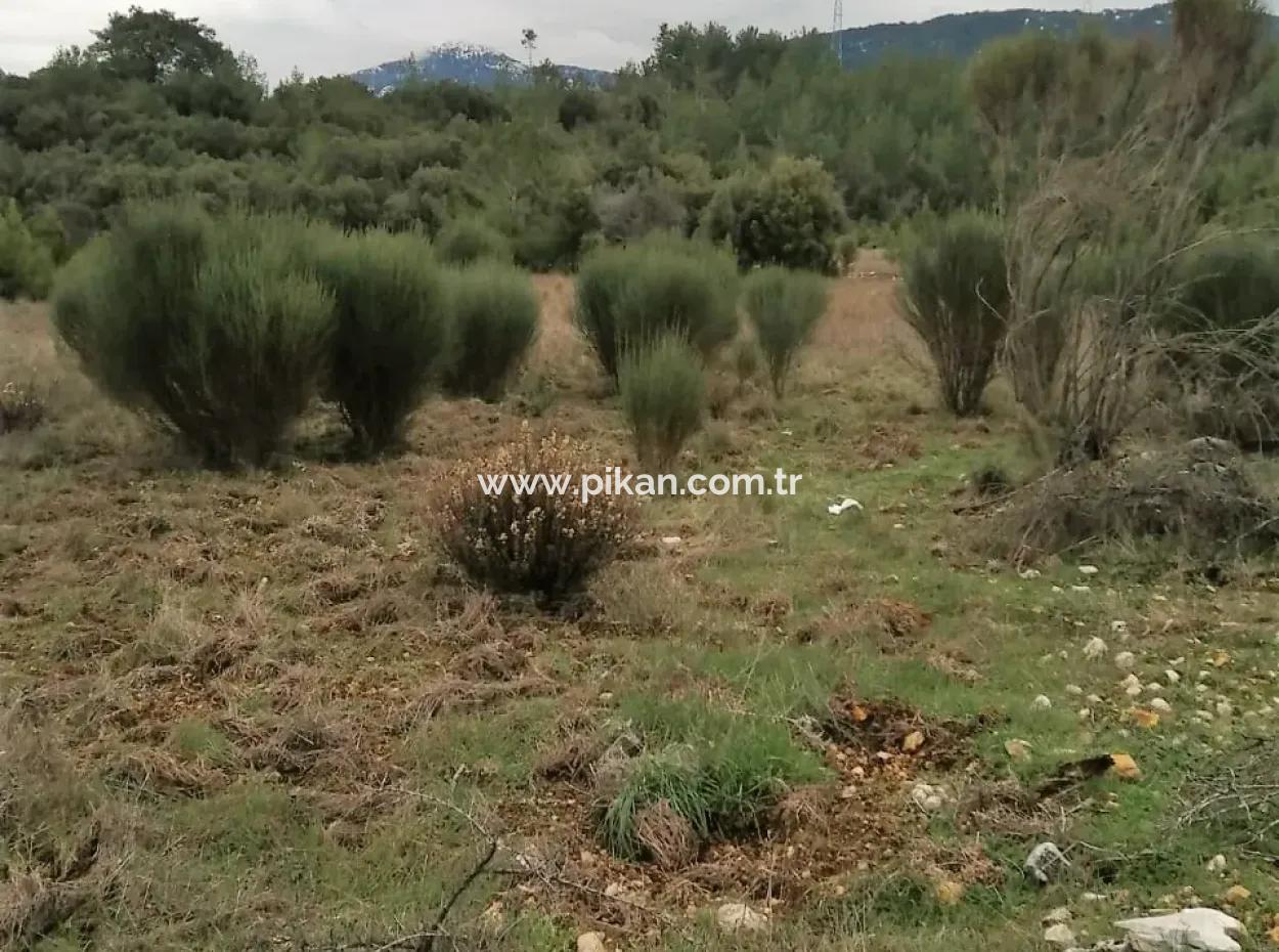 Muğla Dalaman Gürleyikte Satılık 30949 M2 Verimli Tarla