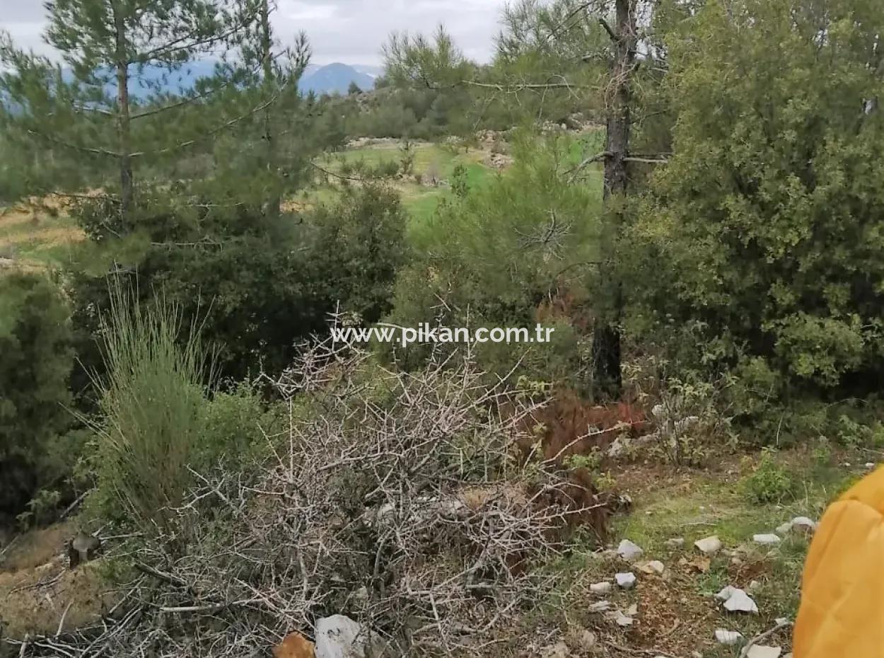 Muğla Dalaman Gürleyikte Satılık 30949 M2 Verimli Tarla