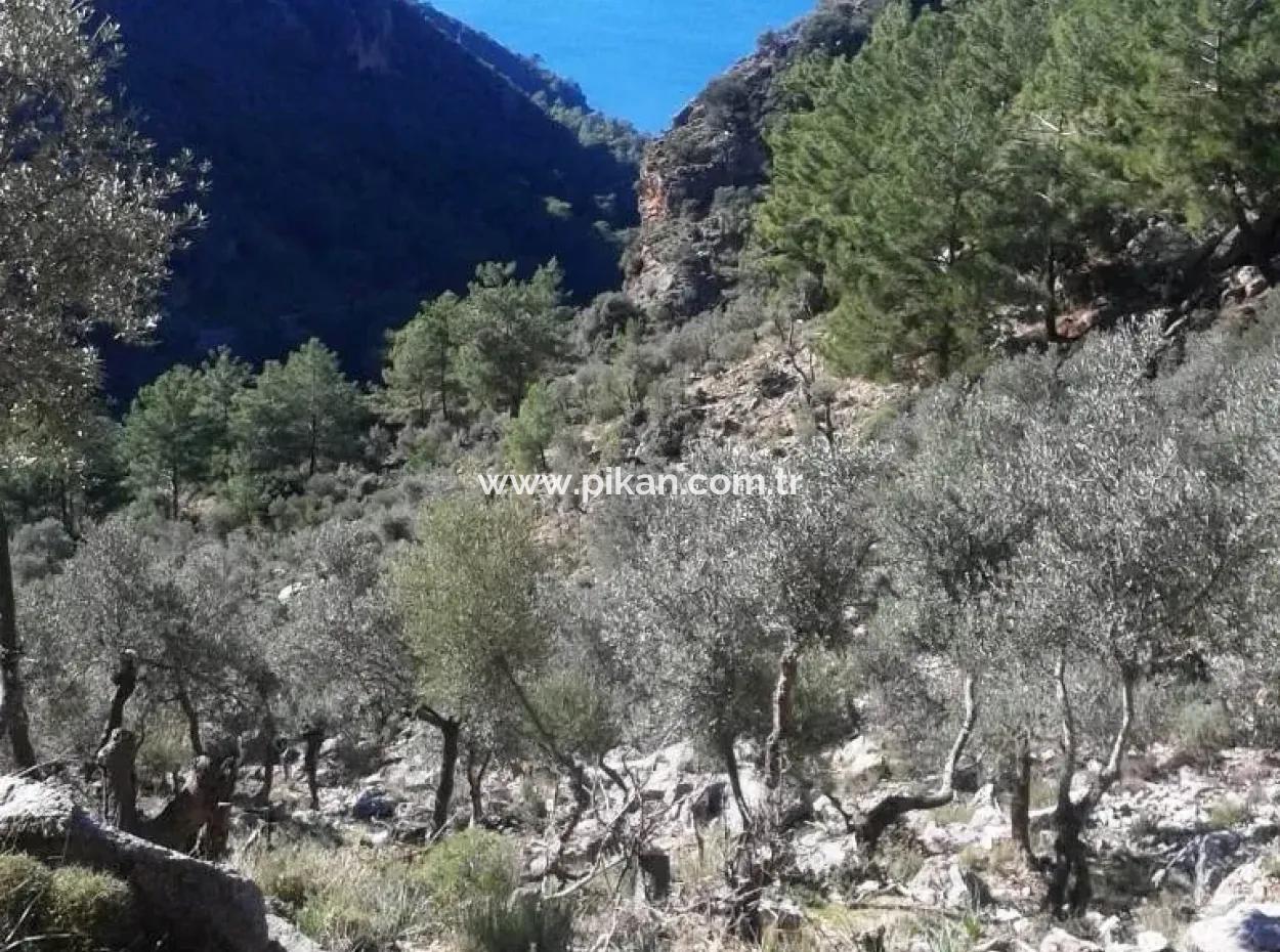 Köyceğiz Ekincikte Satılık Deniz Manzaralı Zeytinlik