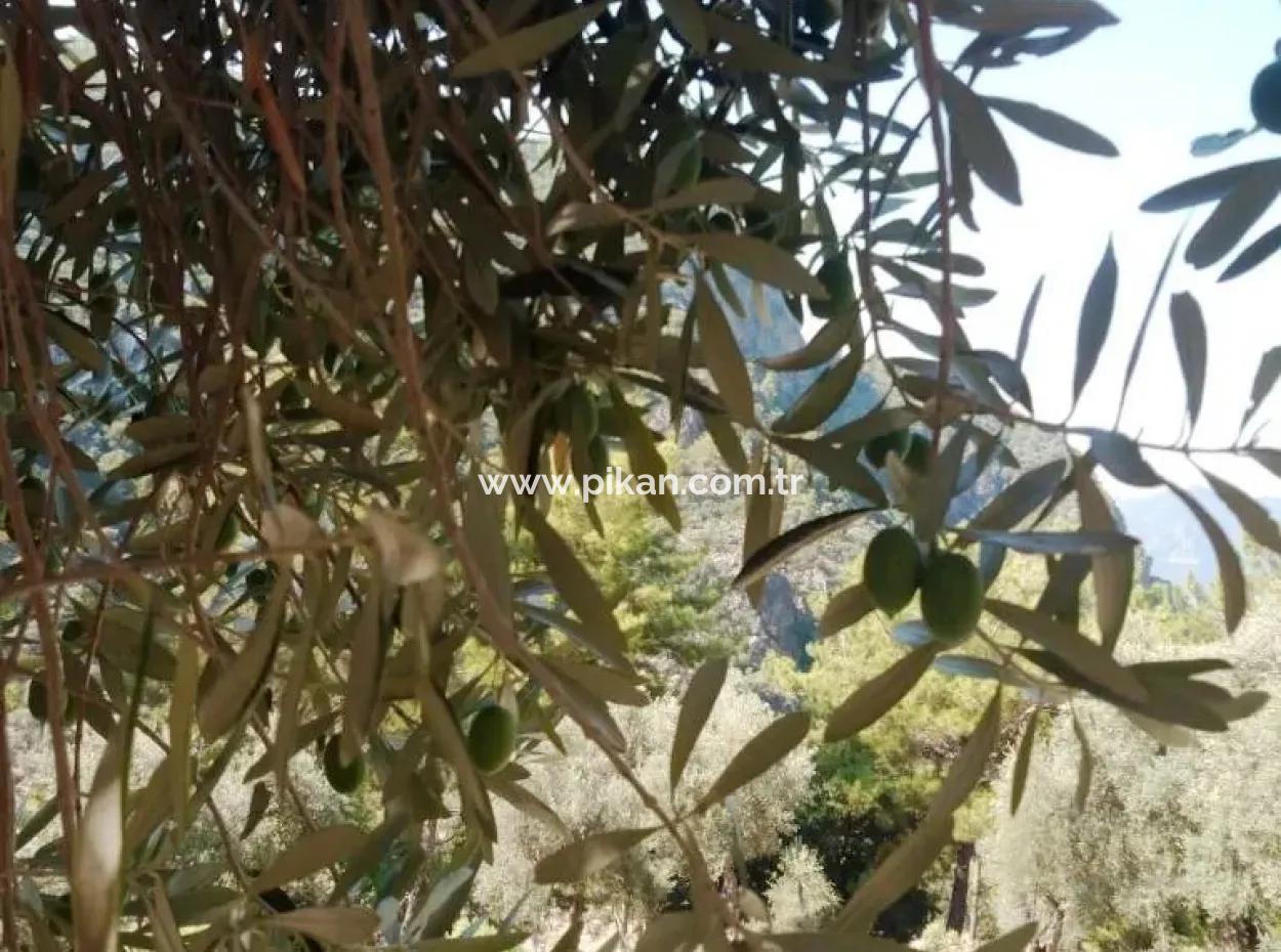 Köyceğiz Ekincikte Satılık Deniz Manzaralı Zeytinlik