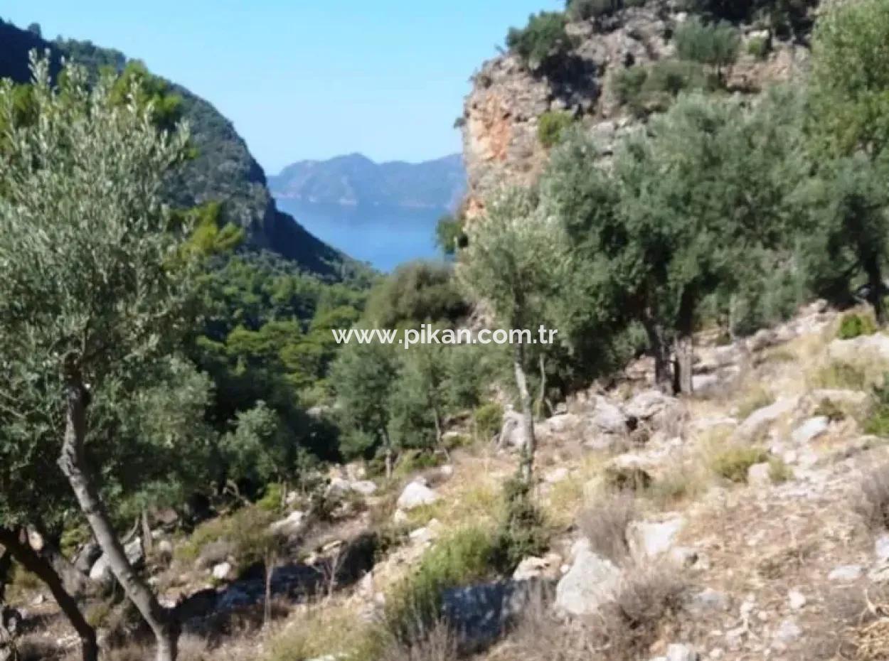 Köyceğiz Ekincikte Satılık Deniz Manzaralı Zeytinlik