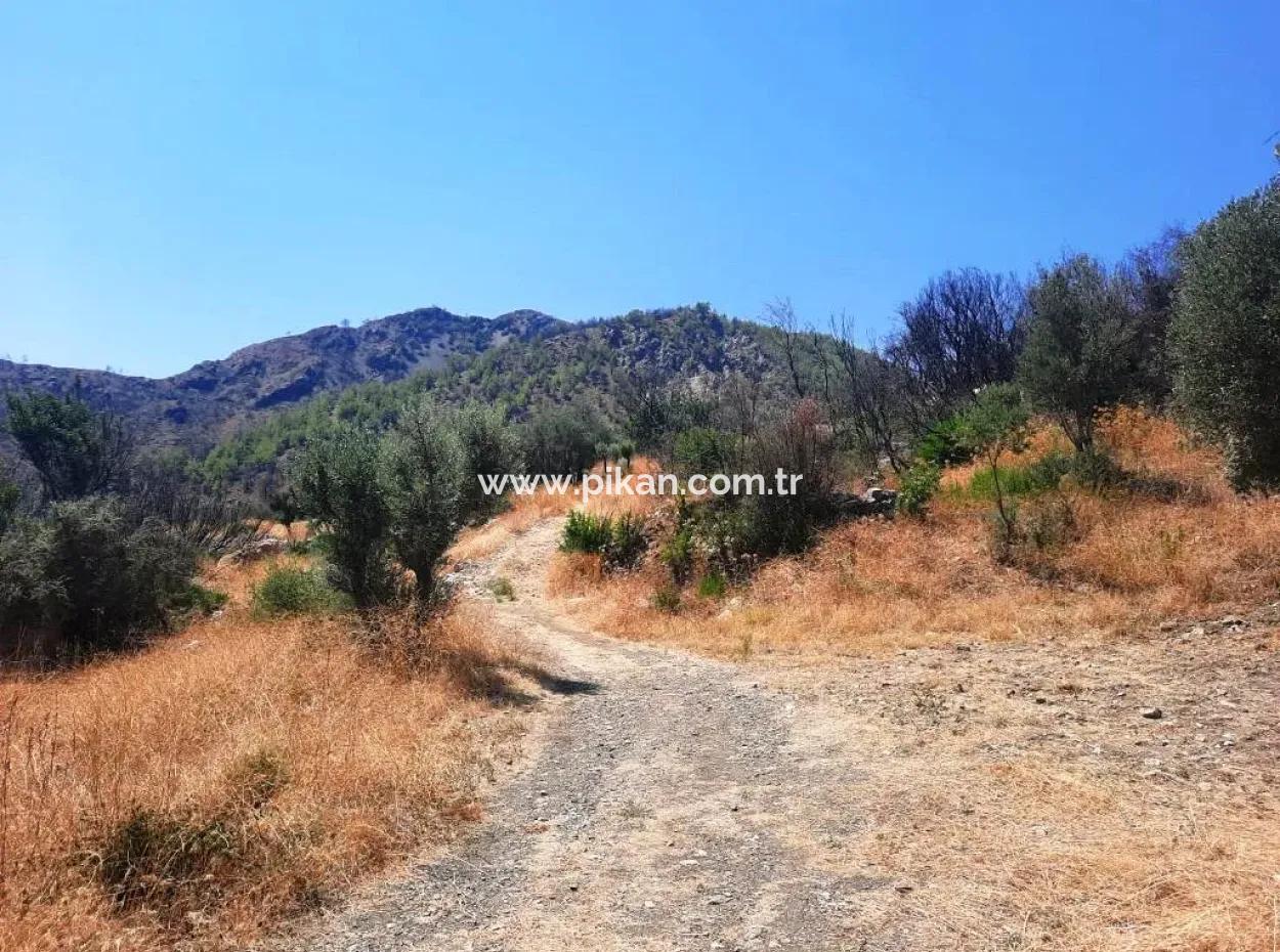 Muğla Dalamanda 42.432M2 Müstakil Tapulu Arazi Satılık
