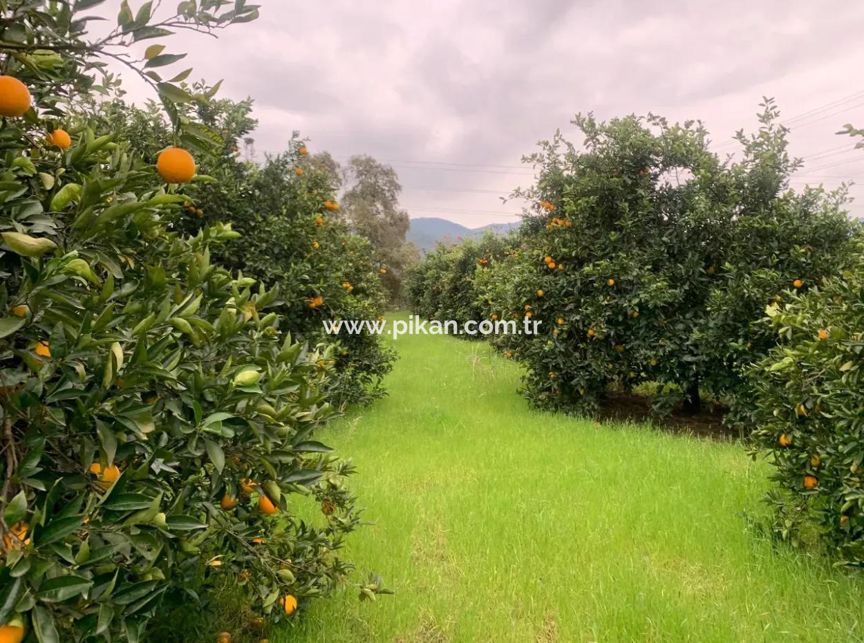 Ortaca Mergenlide  5134  M2 Ve Resmi 50 M2 İnşaata İzinli Narenciye Bahçesi Satılık