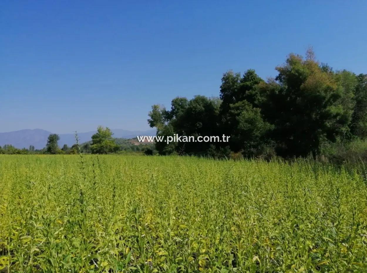 Köyceğiz Kavakarasında Satılık Tarla