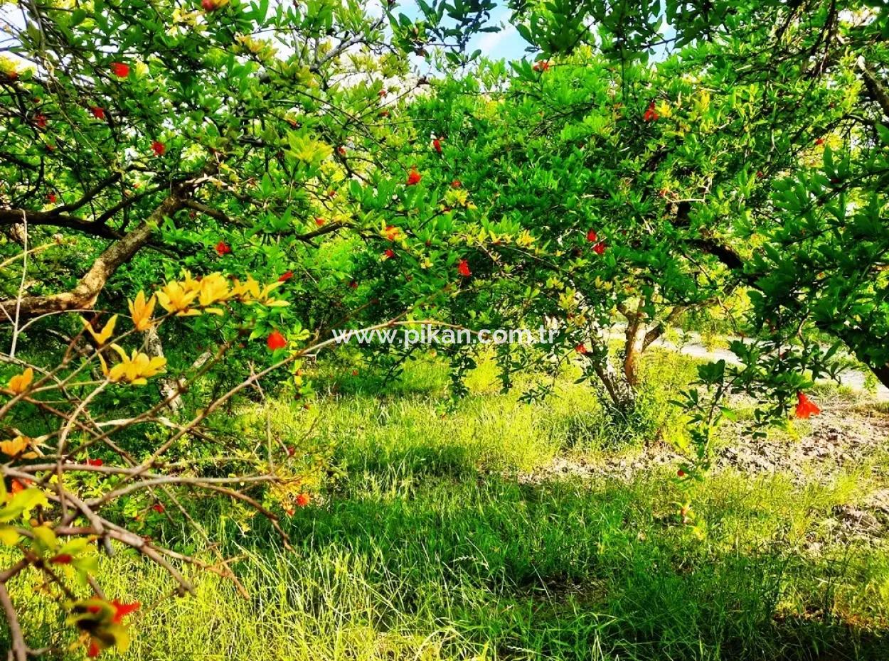 Dalyan Da 24 000 M2 Tarla Satılık