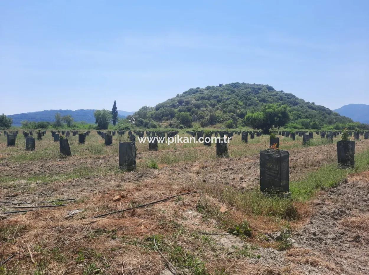 Muğla Güzelyurtta Satılık 40.000 M2  Avokado Bahçesi