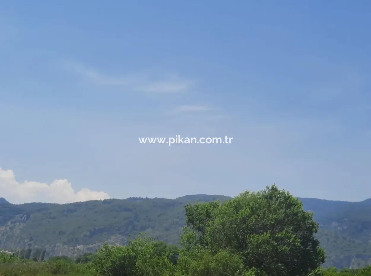 Muğla Güzelyurtta Satılık 15 600 M2 Limon Bahçesi