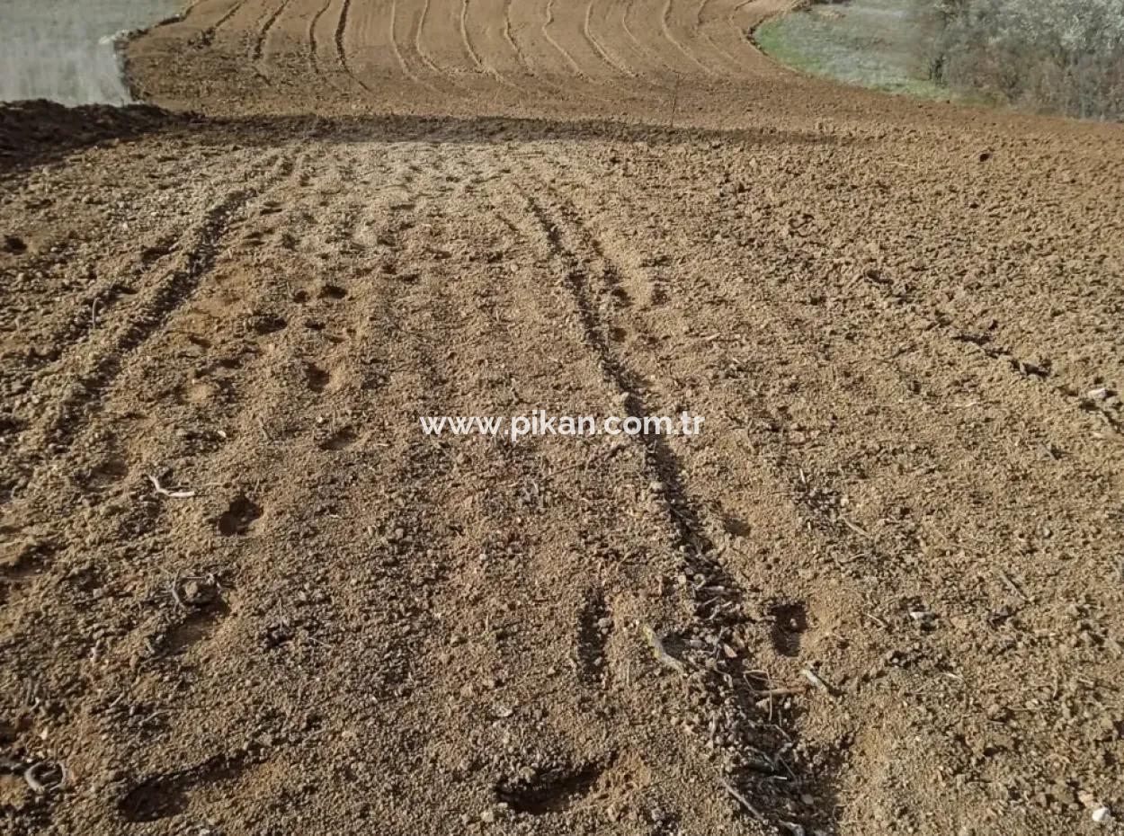 Acıpayam Çakır Da Satılık Müstakil, Verimli, 3 500 M2  Düz Arazi