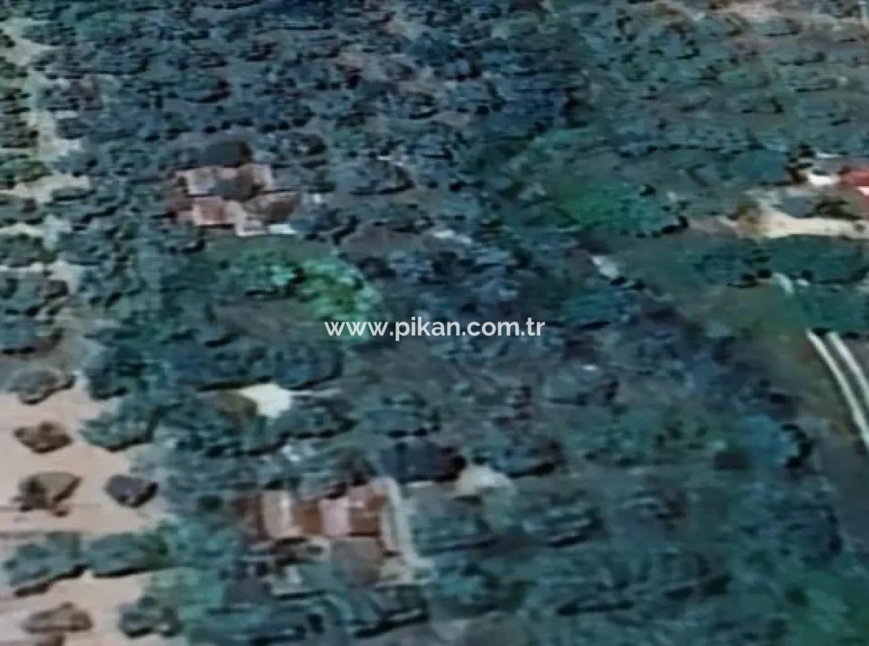 Muğla Menteşe Kafaca Da 6350 M2 Tarla Satılık