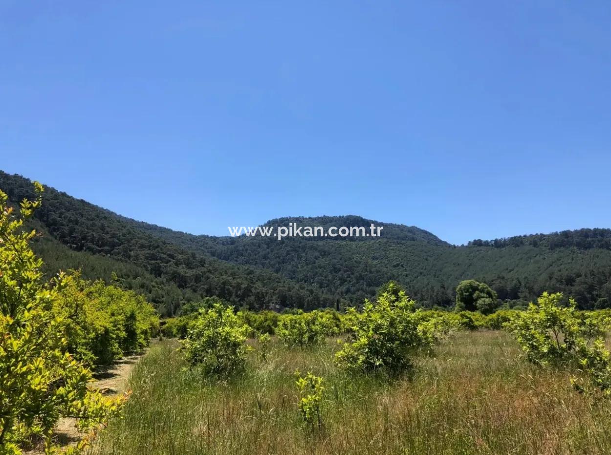 Ortaca Okçular Da Satılık 6.000 M2 Arazi