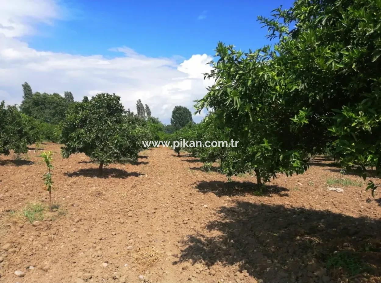 Köyceğiz Beyobasında Satılık Kelepir Tarla