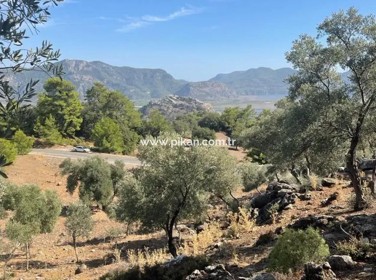 Muğla Köyceğiz Çandır Mah. 5000 M2 2B Tarla Satılık
