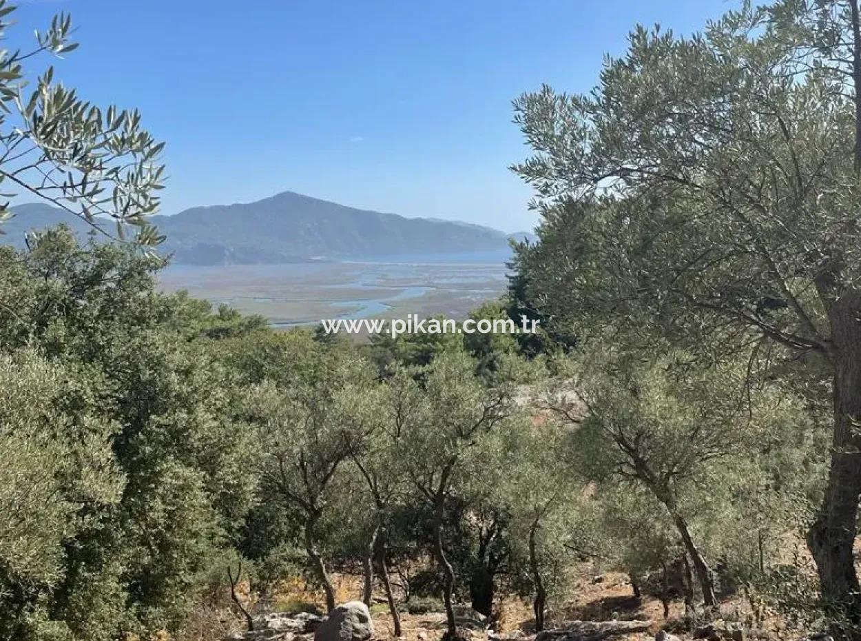 Muğla Köyceğiz Çandır Mah. 5000 M2 2B Tarla Satılık