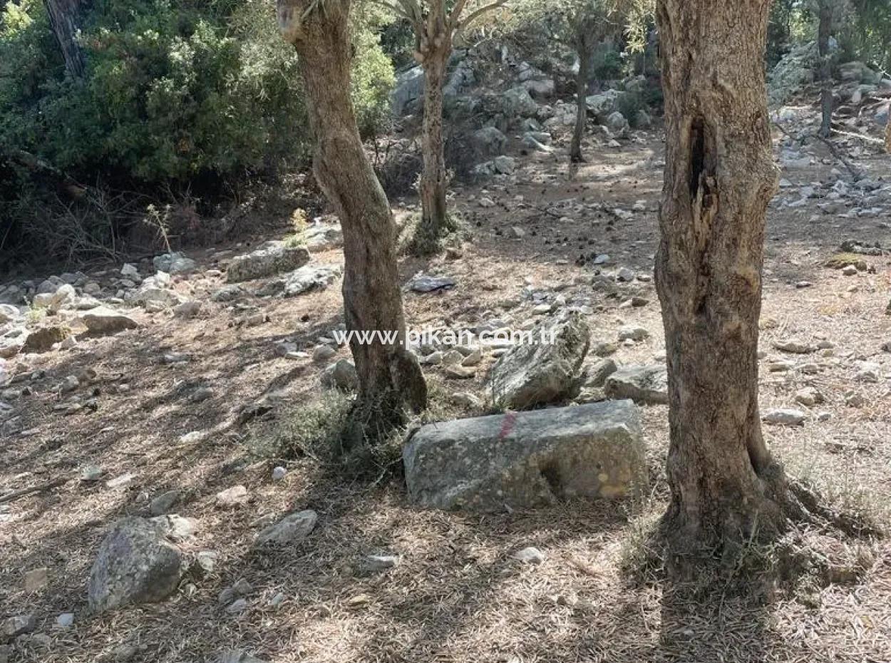 Muğla Köyceğiz Çandır Mah. 5000 M2 2B Tarla Satılık