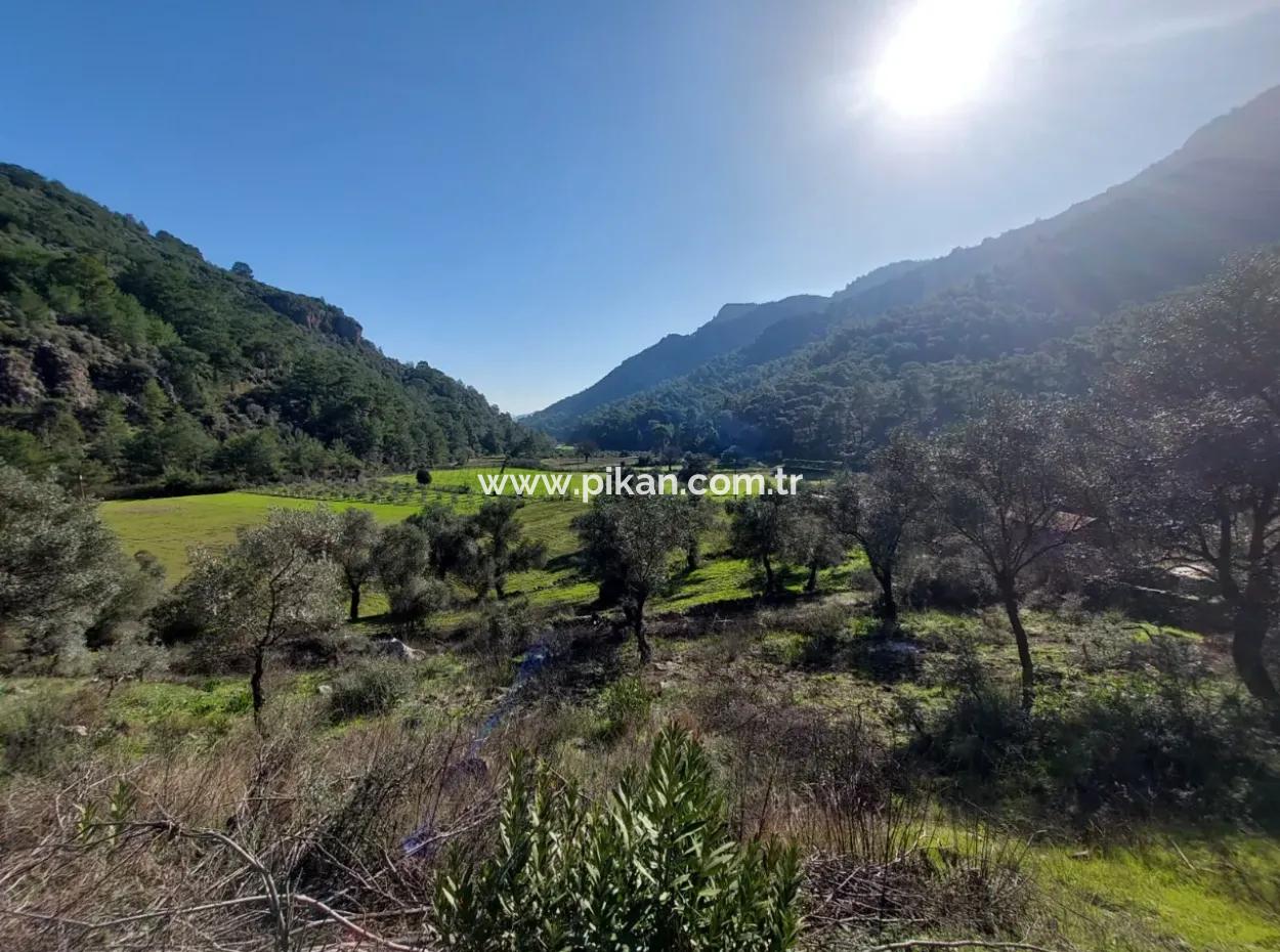 Muğla Dalyan Gökbelde 13 200 M2 Müstakil Tapulu Zeytinlik Satılık