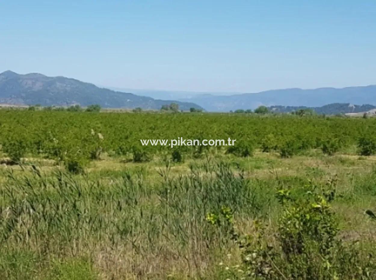 Dalyan Da Satılık Nar Bahçesi