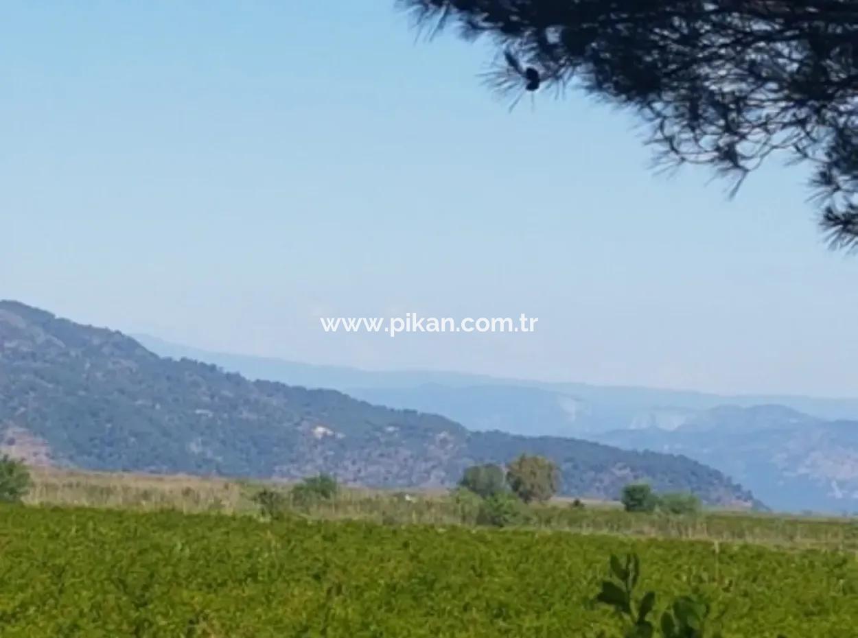 Dalyan Da Satılık Nar Bahçesi