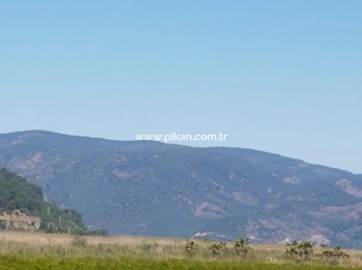 Dalyan Da Satılık Nar Bahçesi