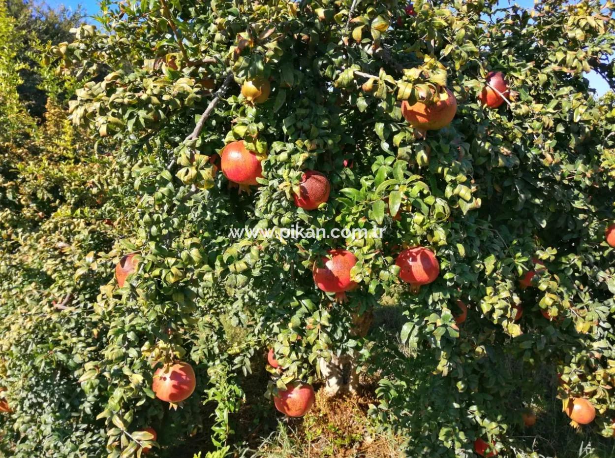 Ortaca Mergenlide 9831 M2 Hisseli Nar Tarlası Satılık