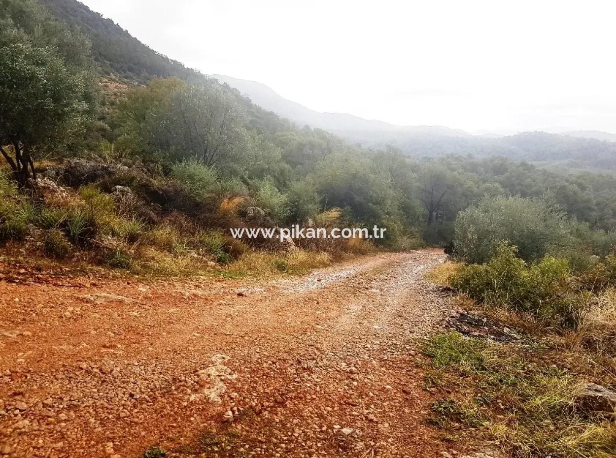 Göcek İnlicede Satılık Kelepir Zeytinlik