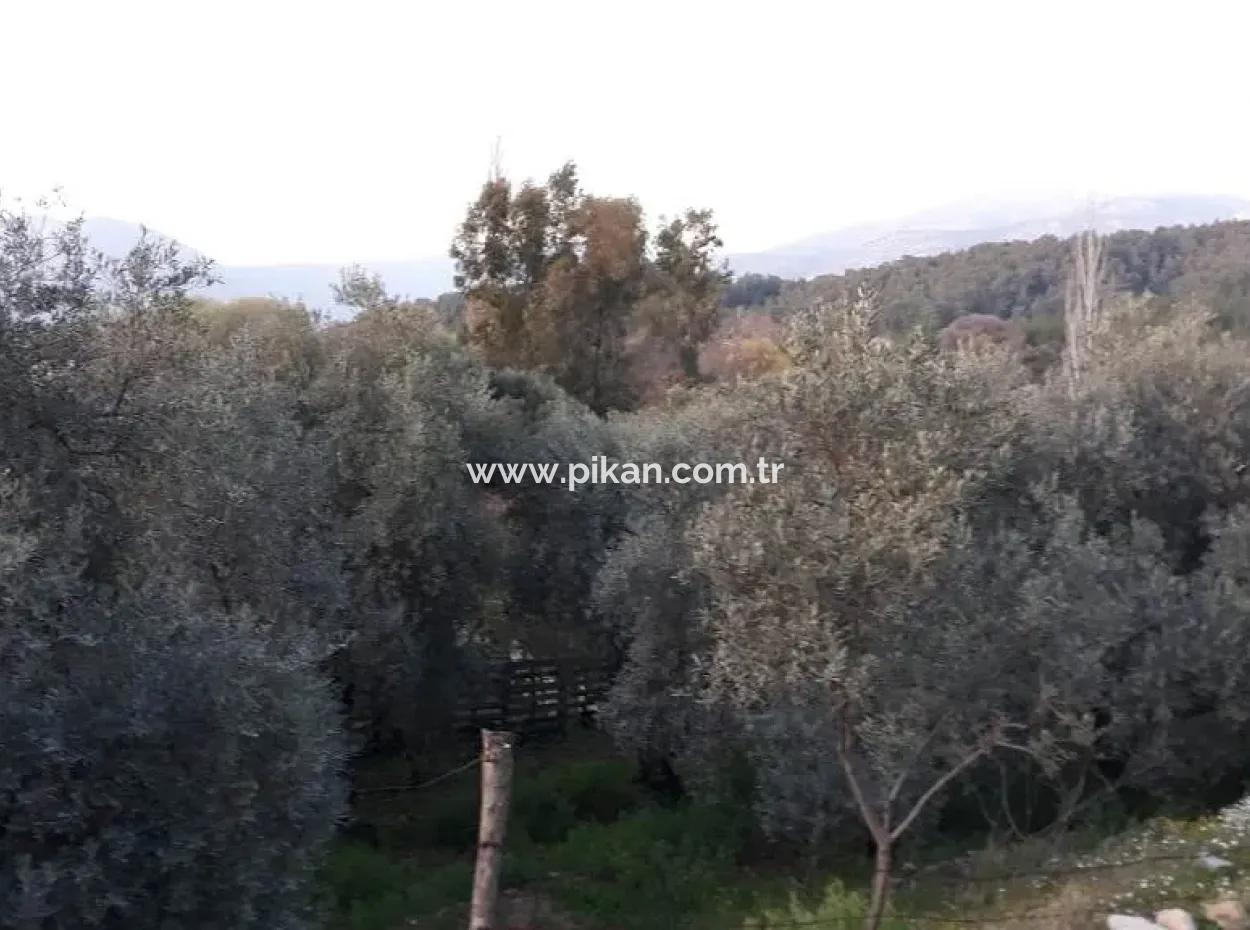 Köyceğiz Köyünde Satılık Bahçe