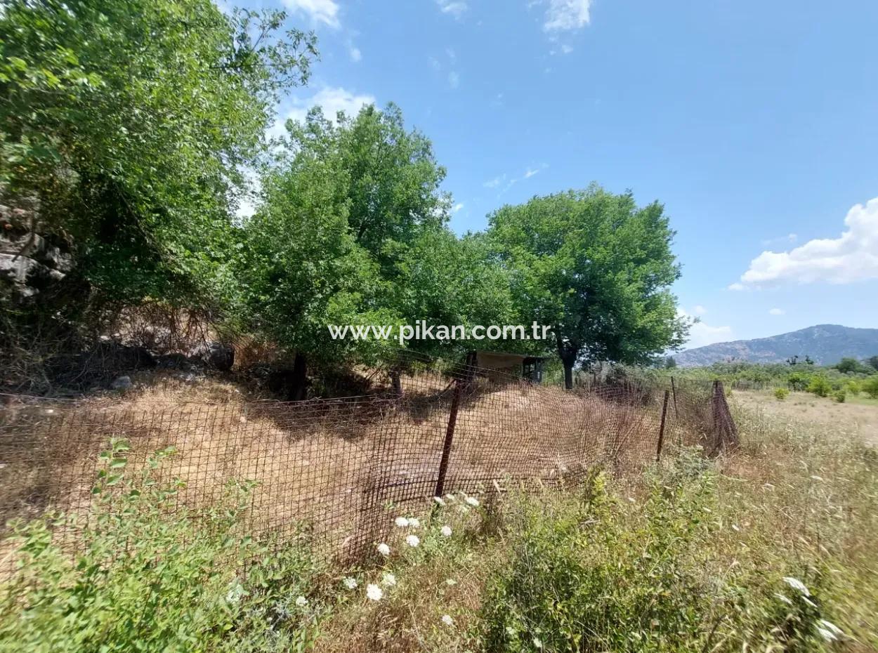 Köyceğiz Çandırda  Müstakil Tapulu 33.800 M2 Tarla Satılık