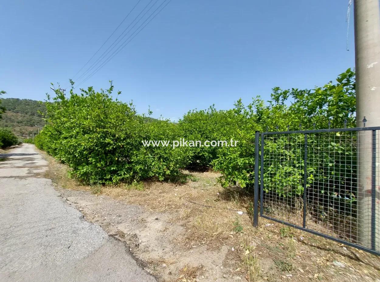 Muğla Ortaca Ekşiliyurtta Konut İmarlı Müstakil 2 000M2 Arsa Satılık