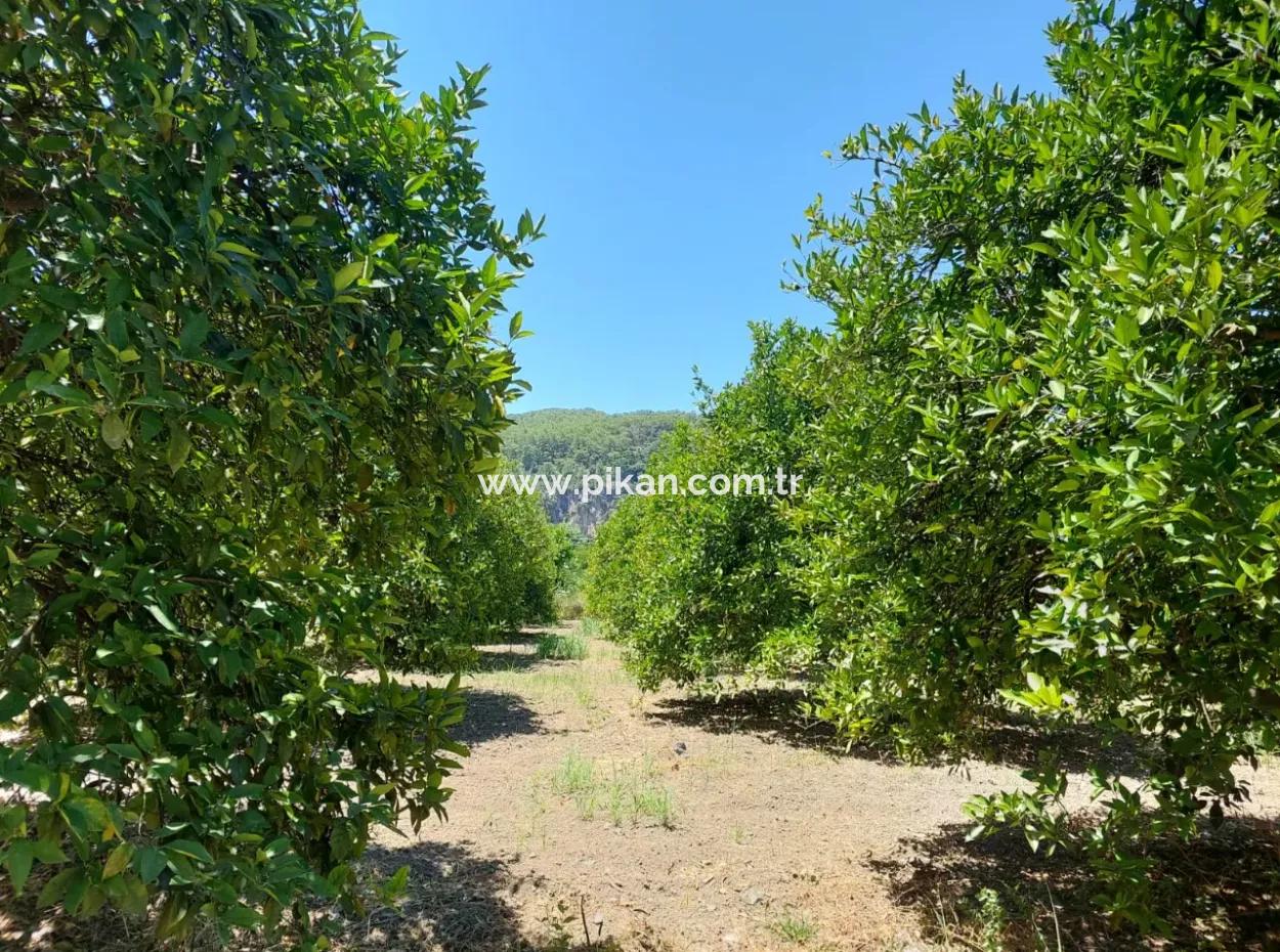 Muğla, Ortaca, Okçular Da, 1015, 69 M2, Müstakil Tapulu Arsa Satılık.