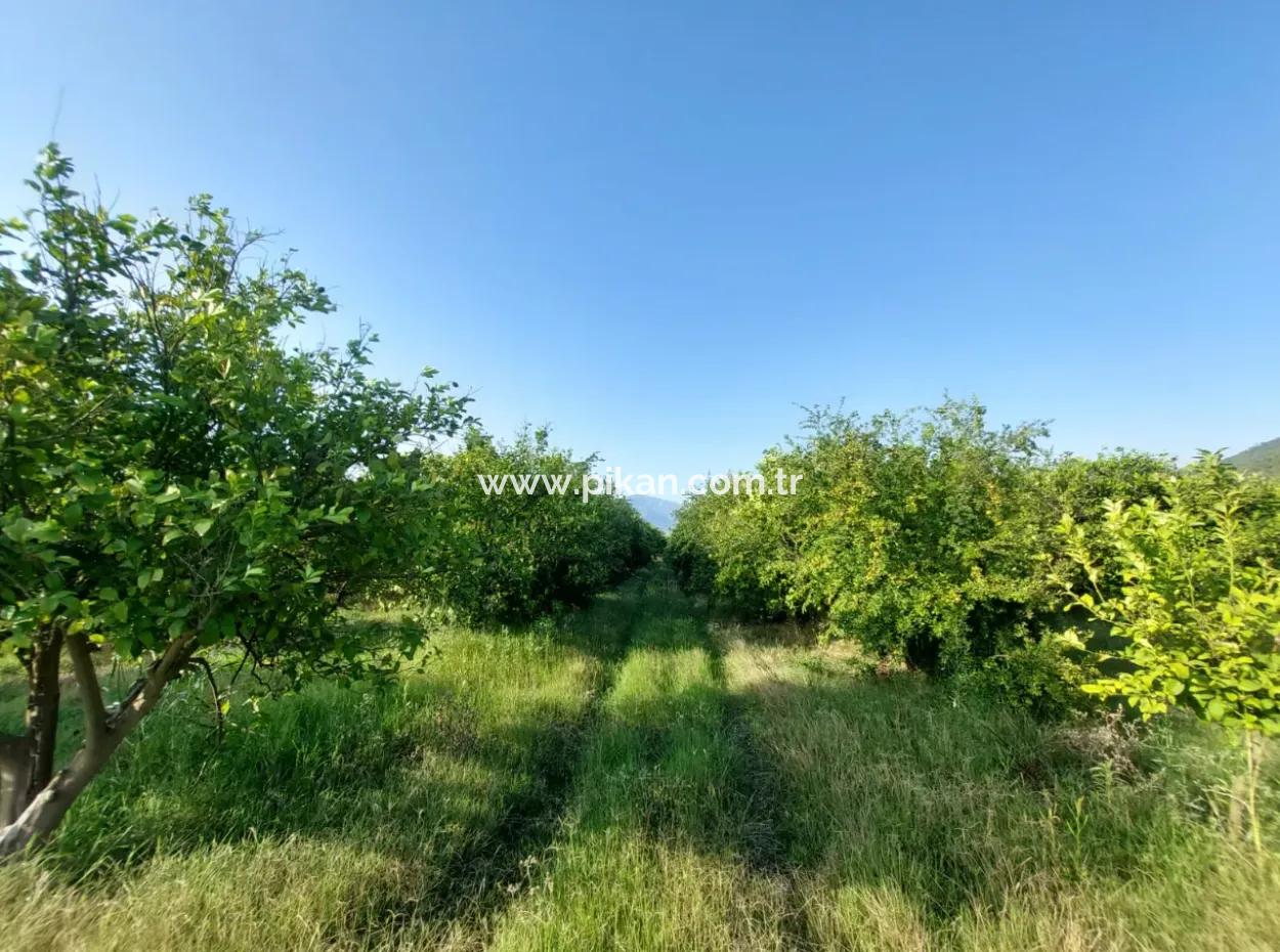 Muğla Ortaca Tepearası’nda 23.000 M² Nar Ve Limon Bahçesi Satılık – Zirai Krediye Uygun