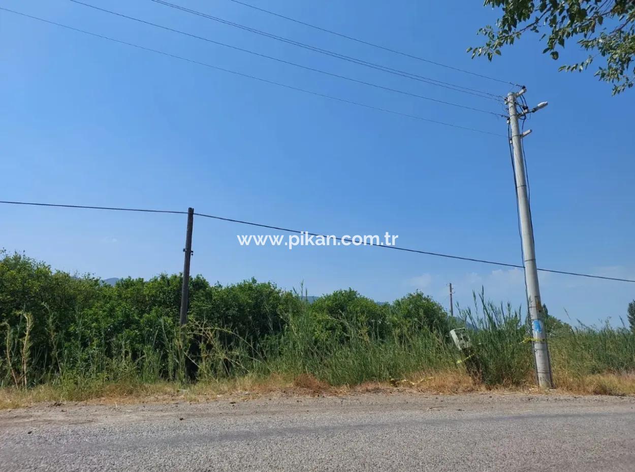 Muğla Ortaca Ekşiliyurtta Yola Sıfır 7. 000 M2 Limon Bahçesi Satılık