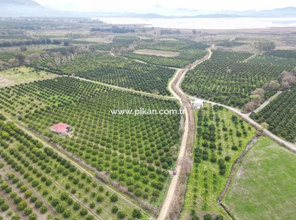 Köyceğiz Toparlarda 17.000 M2 Portakal Bahçesinde 3+1 Satılık Köy Evi