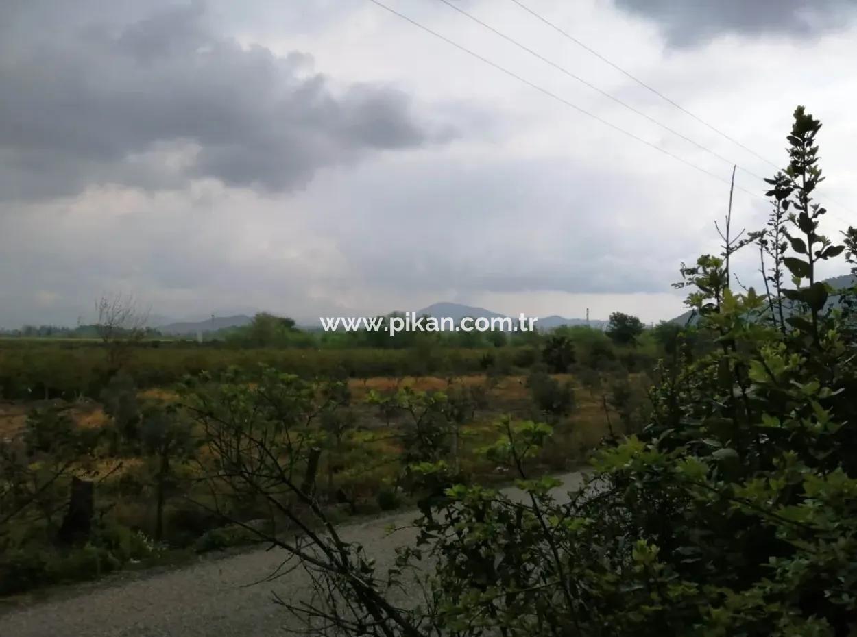 Güzelyurt Ta Satılık Bakımlı Nar Bahçesi