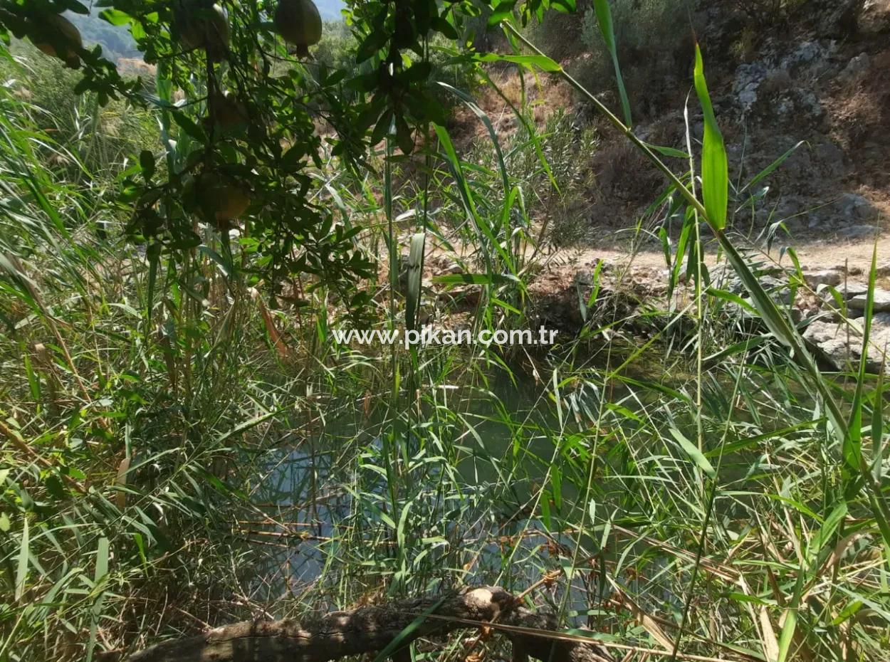 Muğla Dalyanda Dağ Sıfır, Su Kenarı 10 500 M2 Nar Bahçesi Satılık