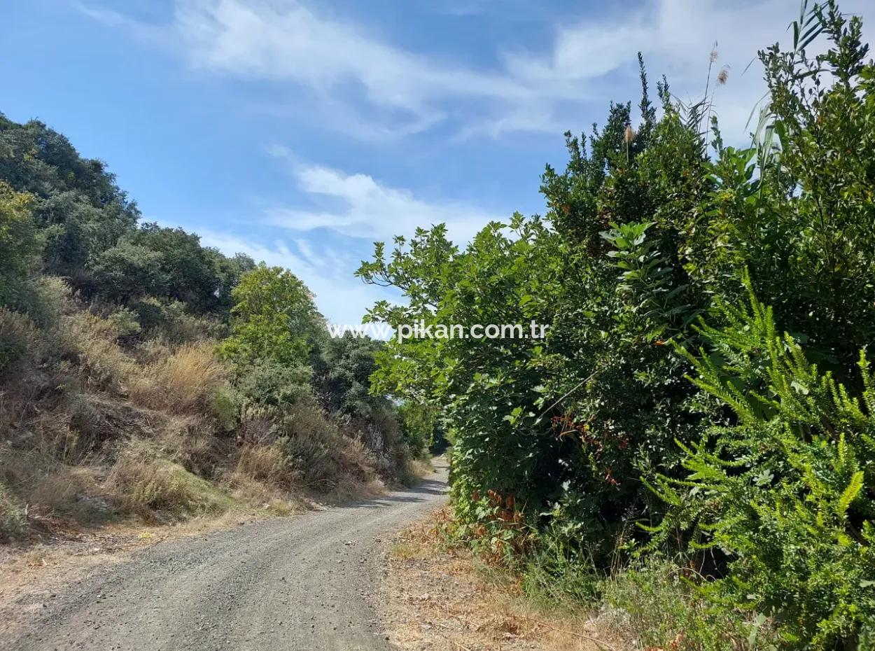 Muğla Dalyan'da Dağa Sıfır Verimli 1.680 M2 Arazisi Satılık