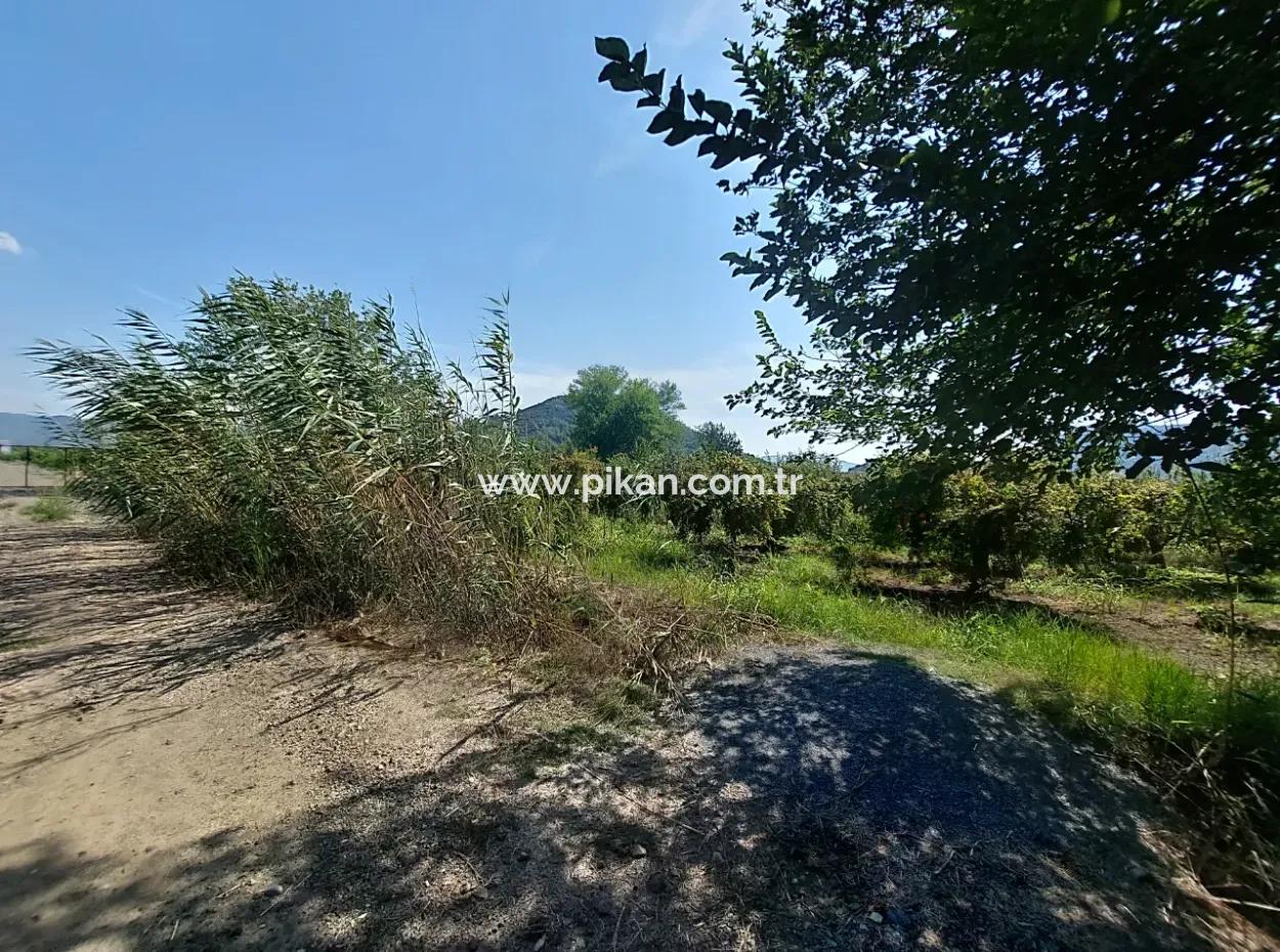 Muğla Dalyanda 5700 M2 Bakımlı Kelepir Nar Bahçesi Satılık