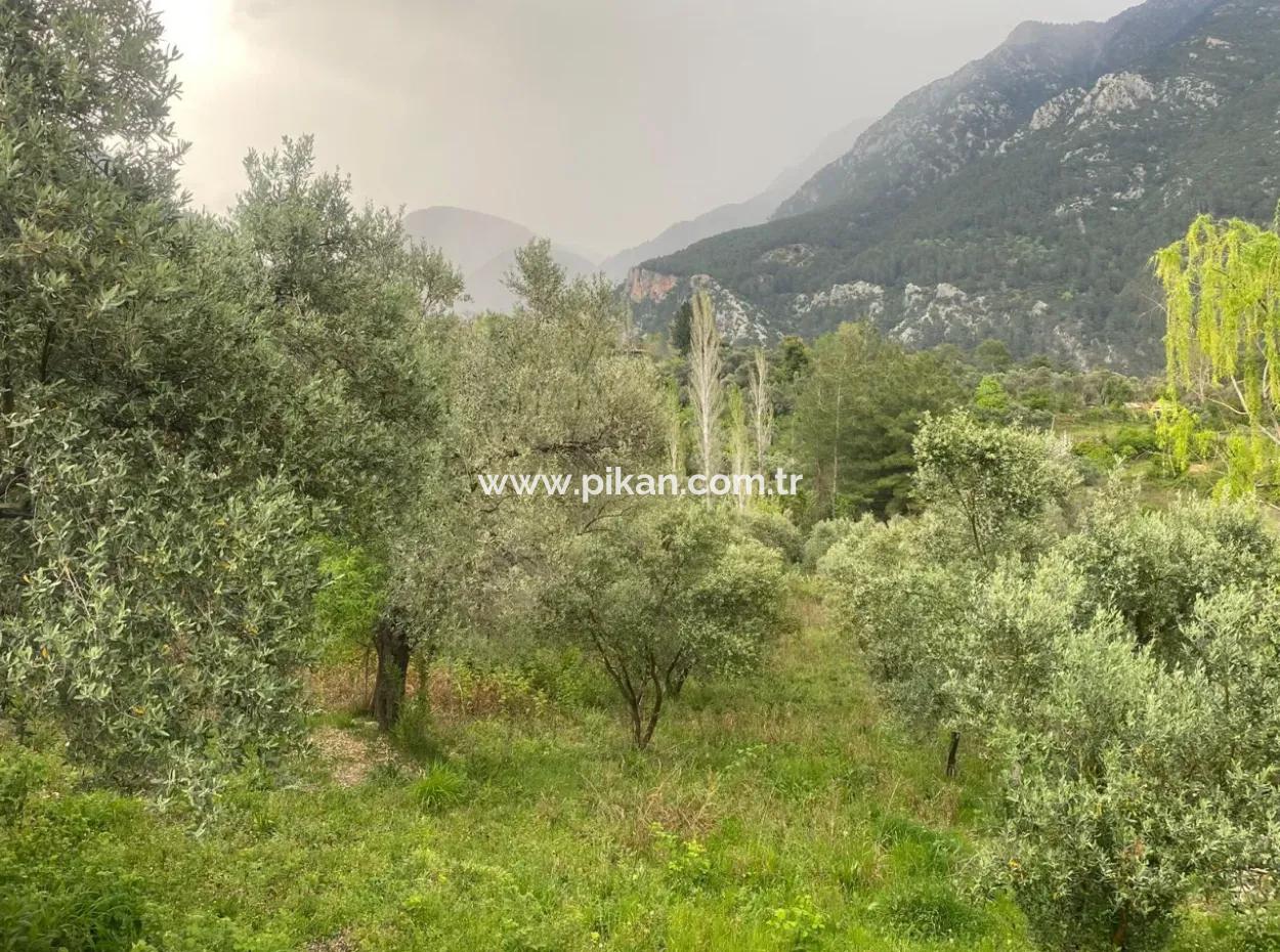 Muğla Seydikemer Söğütlüderede 2442M2 Müstakil Zeytin Bahçesi Satılık