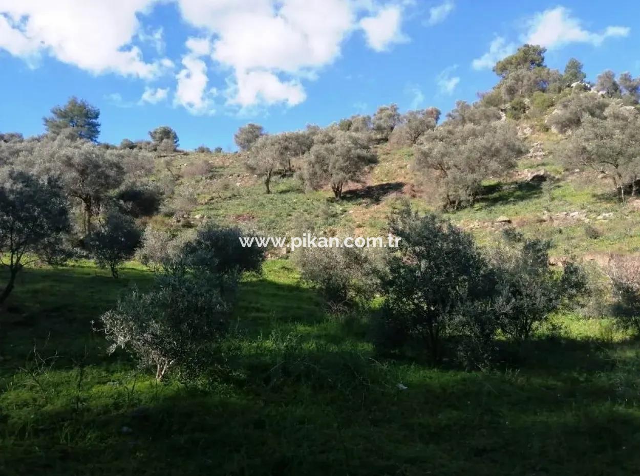 Muğla Ortaca Gökbelde Satılık Kelepir Zeytinlik Tarla