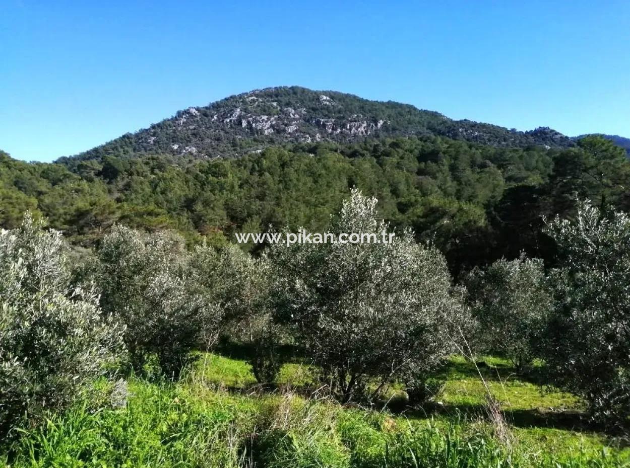 Muğla Ortaca Gökbelde Satılık Kelepir Zeytinlik Tarla