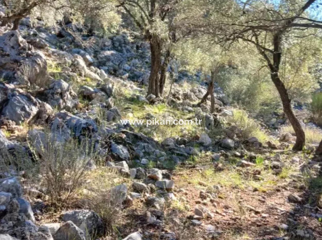 Köyceğiz Ekincikte Satılık Deniz Manzaralı 1 650 M2 Zeytinlik