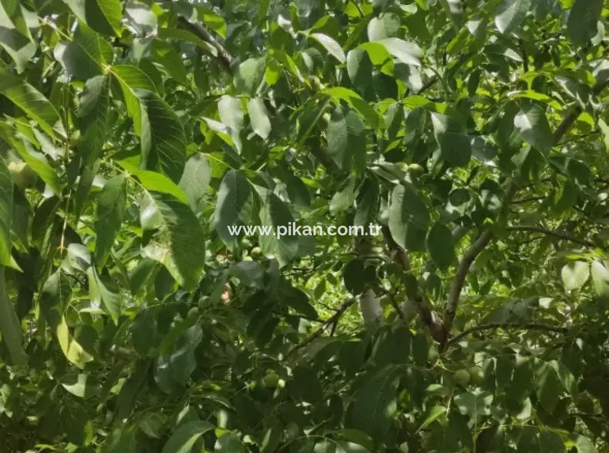 Çameli, Cevizlide 504 M2 Arsada Taş Köy Evi Ve 1042 M2 Müstakil Arsa Satılık