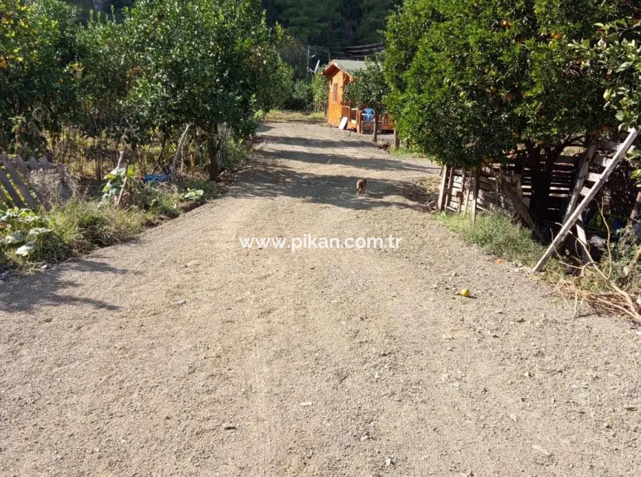 Muğla Ortaca Okçularda 1+1 Ahşap Bungalov Kiralık