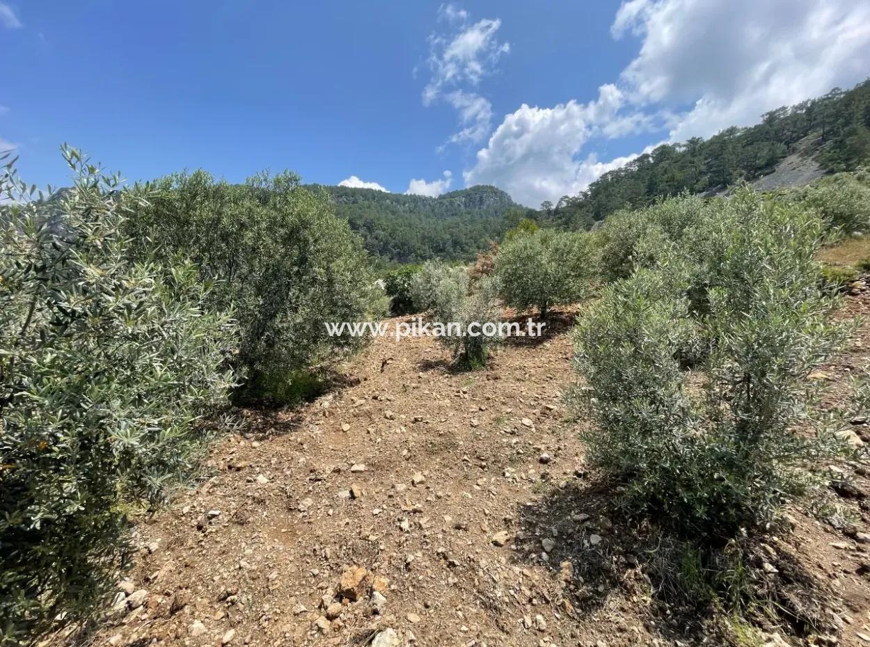 Dalaman, Bozbel Baraj Tarafında 500M2