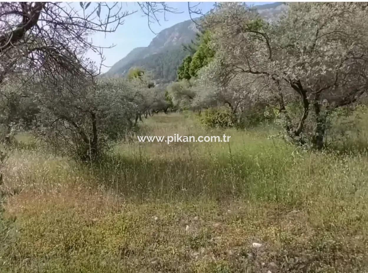 Muğla Menteşe Yaraş'ta Köy İçinde İmarlı 1228 M2 Arsa Ve Kargır Ev Satılık.   