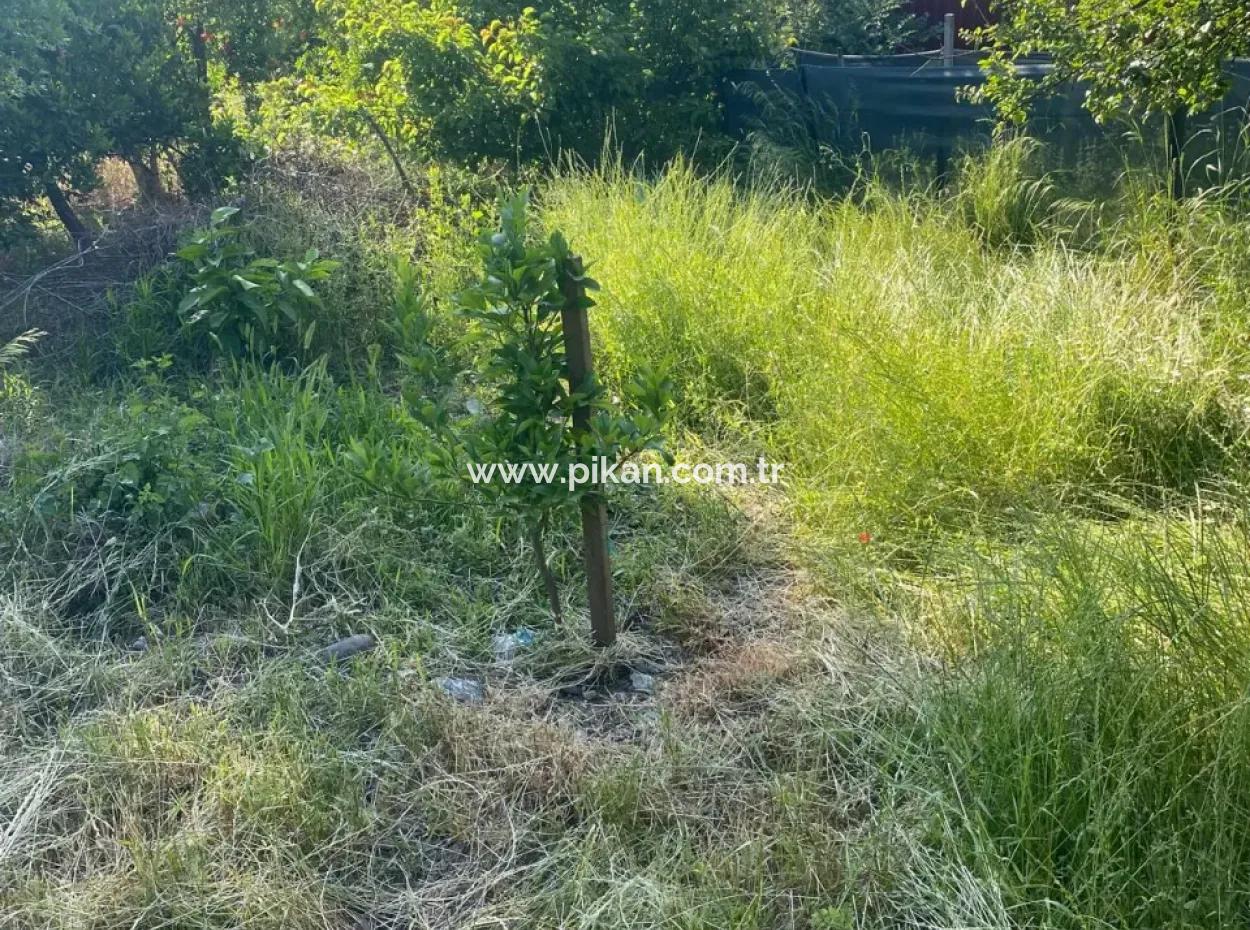 Ortaca Kemaliyede  Rızai Taksimli 500 M2 Arazi Acil Satılık